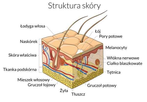 Struktura skóry głowy